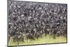 Kenya, Narok County-Nigel Pavitt-Mounted Photographic Print