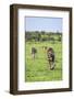 Kenya, Narok County-Nigel Pavitt-Framed Photographic Print