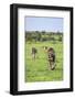 Kenya, Narok County-Nigel Pavitt-Framed Photographic Print