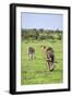 Kenya, Narok County-Nigel Pavitt-Framed Photographic Print