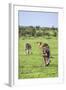 Kenya, Narok County-Nigel Pavitt-Framed Photographic Print