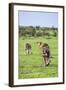 Kenya, Narok County-Nigel Pavitt-Framed Photographic Print