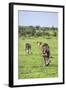 Kenya, Narok County-Nigel Pavitt-Framed Photographic Print