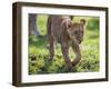 Kenya, Narok County-Nigel Pavitt-Framed Photographic Print