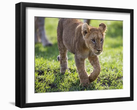 Kenya, Narok County-Nigel Pavitt-Framed Photographic Print