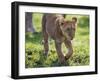 Kenya, Narok County-Nigel Pavitt-Framed Photographic Print