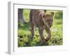 Kenya, Narok County-Nigel Pavitt-Framed Photographic Print