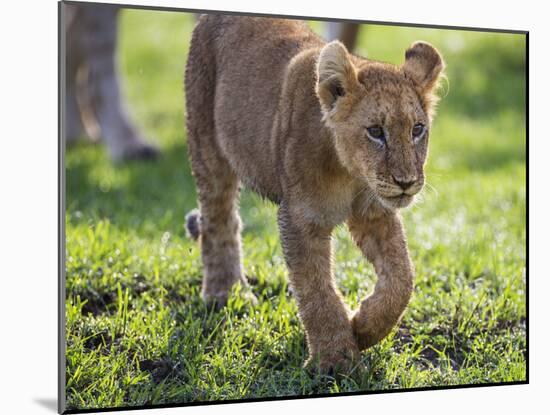 Kenya, Narok County-Nigel Pavitt-Mounted Photographic Print