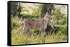 Kenya, Narok County-Nigel Pavitt-Framed Stretched Canvas