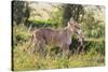 Kenya, Narok County-Nigel Pavitt-Stretched Canvas