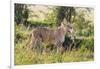 Kenya, Narok County-Nigel Pavitt-Framed Photographic Print