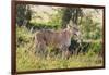 Kenya, Narok County-Nigel Pavitt-Framed Photographic Print