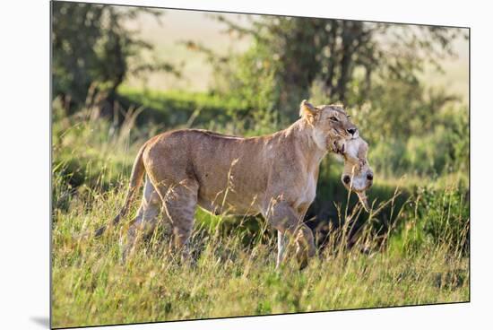 Kenya, Narok County-Nigel Pavitt-Mounted Premium Photographic Print