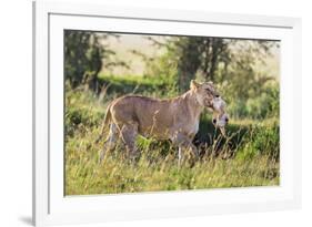 Kenya, Narok County-Nigel Pavitt-Framed Photographic Print