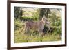 Kenya, Narok County-Nigel Pavitt-Framed Photographic Print