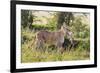 Kenya, Narok County-Nigel Pavitt-Framed Photographic Print