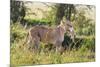 Kenya, Narok County-Nigel Pavitt-Mounted Photographic Print
