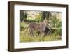 Kenya, Narok County-Nigel Pavitt-Framed Photographic Print