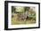 Kenya, Narok County-Nigel Pavitt-Framed Photographic Print