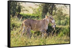 Kenya, Narok County-Nigel Pavitt-Framed Stretched Canvas