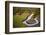 Kenya, Narok County-Nigel Pavitt-Framed Photographic Print