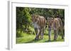 Kenya, Narok County-Nigel Pavitt-Framed Photographic Print