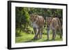 Kenya, Narok County-Nigel Pavitt-Framed Photographic Print