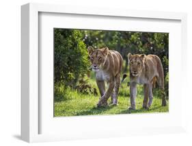 Kenya, Narok County-Nigel Pavitt-Framed Photographic Print