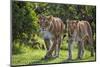 Kenya, Narok County-Nigel Pavitt-Mounted Photographic Print