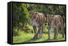 Kenya, Narok County-Nigel Pavitt-Framed Stretched Canvas