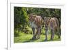 Kenya, Narok County-Nigel Pavitt-Framed Photographic Print