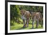 Kenya, Narok County-Nigel Pavitt-Framed Photographic Print