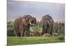 Kenya, Nyeri County-Nigel Pavitt-Mounted Photographic Print