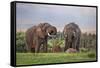 Kenya, Nyeri County-Nigel Pavitt-Framed Stretched Canvas