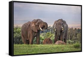 Kenya, Nyeri County-Nigel Pavitt-Framed Stretched Canvas