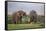 Kenya, Nyeri County-Nigel Pavitt-Framed Stretched Canvas