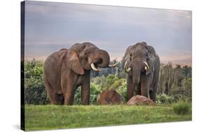 Kenya, Nyeri County-Nigel Pavitt-Stretched Canvas