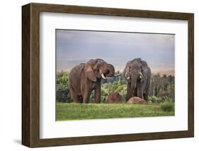 Kenya, Nyeri County-Nigel Pavitt-Framed Photographic Print