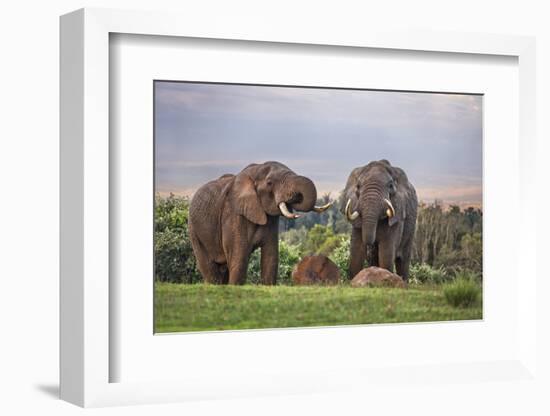 Kenya, Nyeri County-Nigel Pavitt-Framed Photographic Print