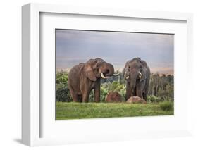 Kenya, Nyeri County-Nigel Pavitt-Framed Photographic Print