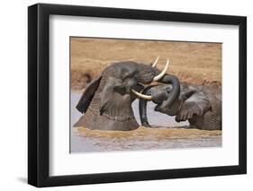 Kenya, Nyeri County-Nigel Pavitt-Framed Photographic Print
