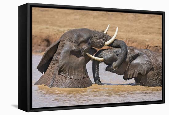 Kenya, Nyeri County-Nigel Pavitt-Framed Stretched Canvas