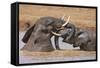 Kenya, Nyeri County-Nigel Pavitt-Framed Stretched Canvas