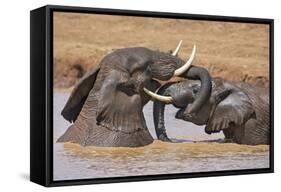 Kenya, Nyeri County-Nigel Pavitt-Framed Stretched Canvas