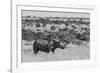 Kenya, Ol Pejeta Conservancy. Black rhinoceros, aka hook-lipped, Critically Endangered species.-Cindy Miller Hopkins-Framed Photographic Print