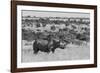 Kenya, Ol Pejeta Conservancy. Black rhinoceros, aka hook-lipped, Critically Endangered species.-Cindy Miller Hopkins-Framed Photographic Print