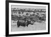 Kenya, Ol Pejeta Conservancy. Black rhinoceros, aka hook-lipped, Critically Endangered species.-Cindy Miller Hopkins-Framed Photographic Print