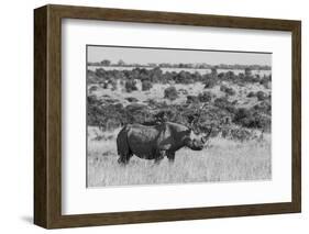 Kenya, Ol Pejeta Conservancy. Black rhinoceros, aka hook-lipped, Critically Endangered species.-Cindy Miller Hopkins-Framed Photographic Print