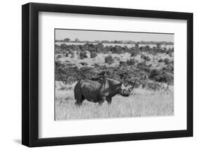 Kenya, Ol Pejeta Conservancy. Black rhinoceros, aka hook-lipped, Critically Endangered species.-Cindy Miller Hopkins-Framed Photographic Print