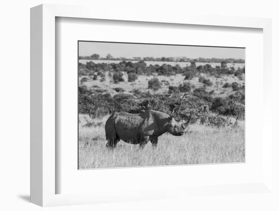 Kenya, Ol Pejeta Conservancy. Black rhinoceros, aka hook-lipped, Critically Endangered species.-Cindy Miller Hopkins-Framed Photographic Print